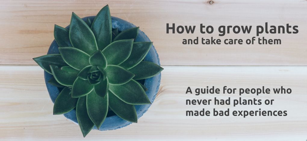 A short beginner’s guide to growing plants