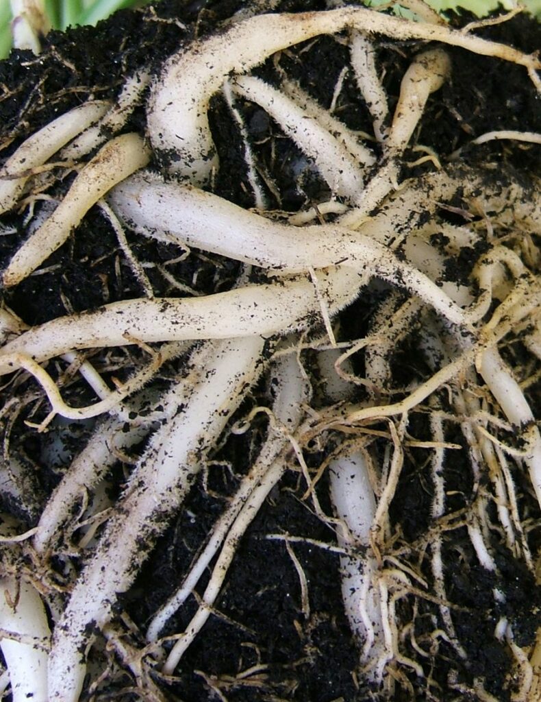 Spider plant roots